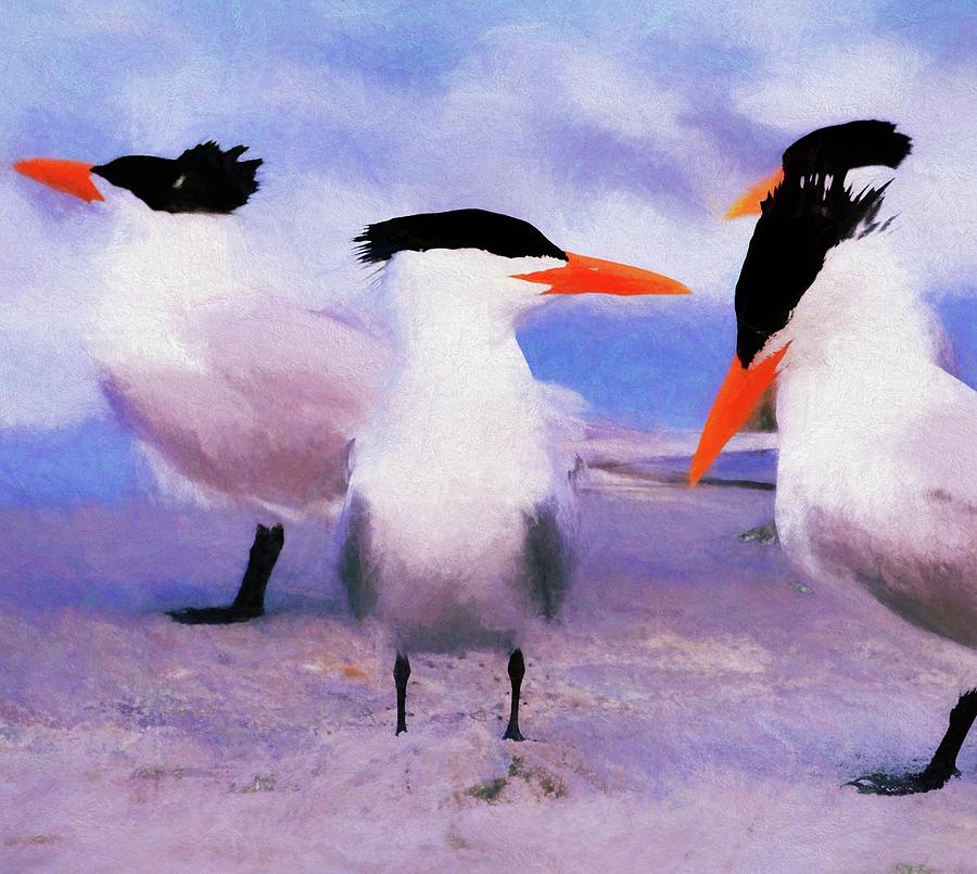 Royal Tern Photograph by Alison Belsan Horton