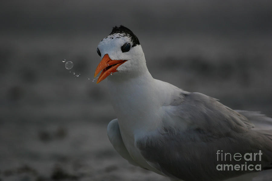 Royal Tern Blowing Bubbles Photograph by John F Tsumas