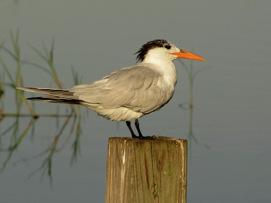 Royal Tern Photograph by Christopher Mercer
