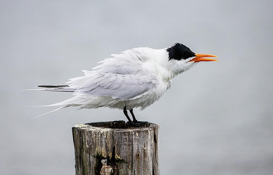 Royal Tern Fluff Up Feathers Photograph