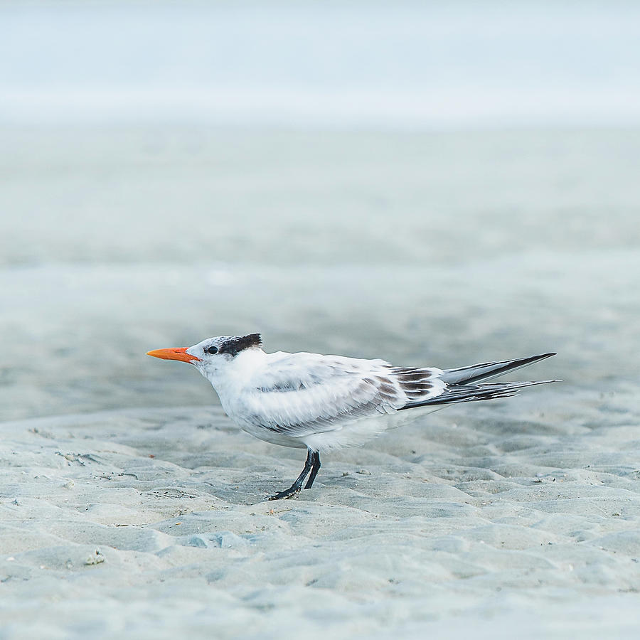 Royal Tern Photograph by Lori Rowland