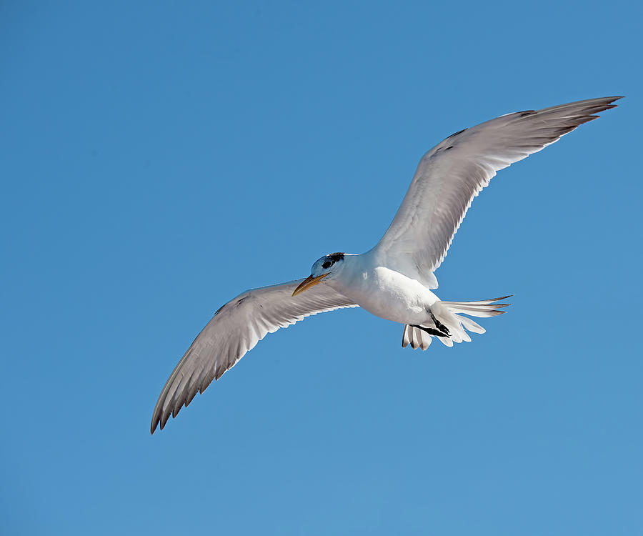 Royal Tern Photograph