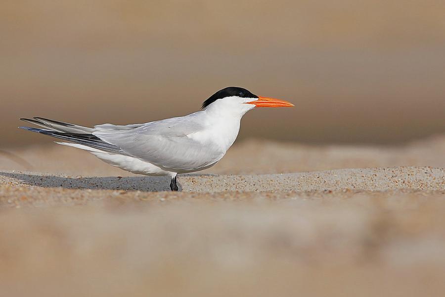 Royal Tern On Beach Photograph