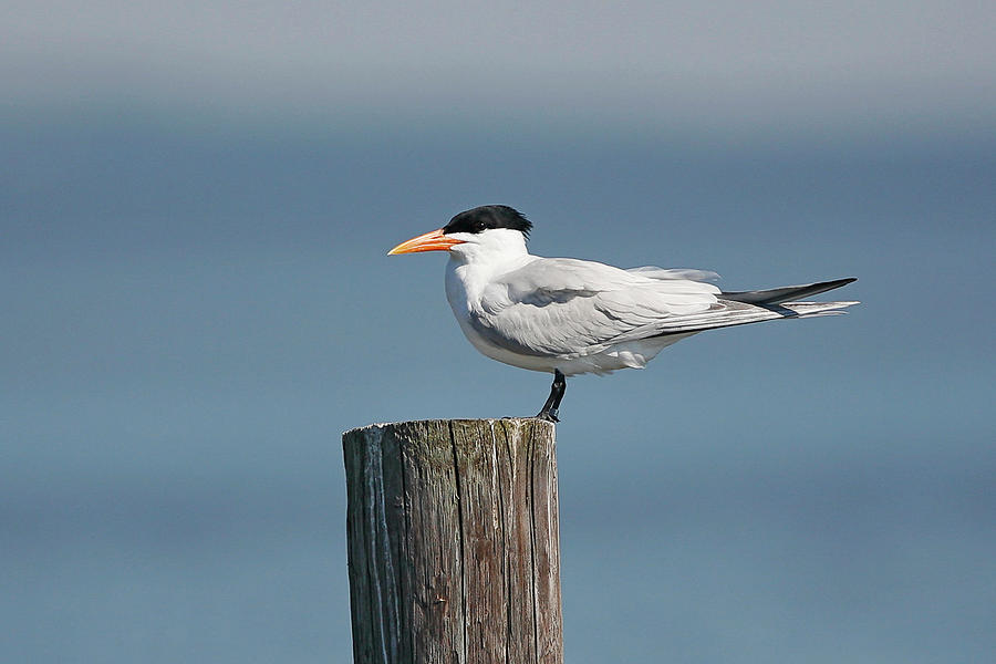 Royal Tern On Post Photograph