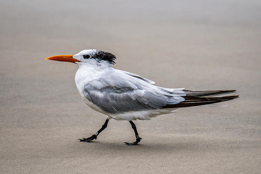 Royal Tern Shore Bird Photograph by Stuart Litoff