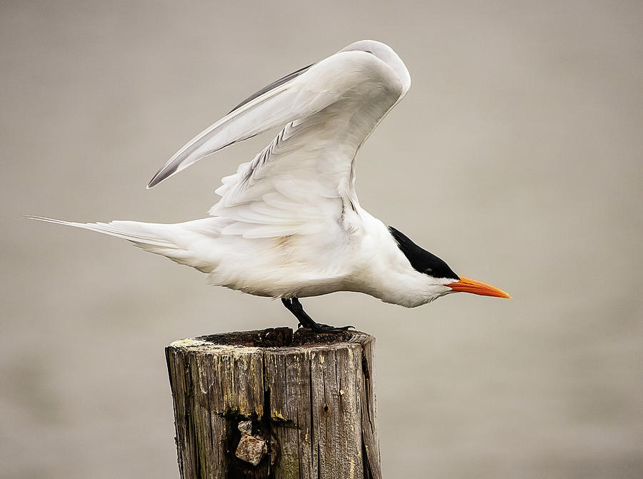 Royal Tern Stretching Photograph