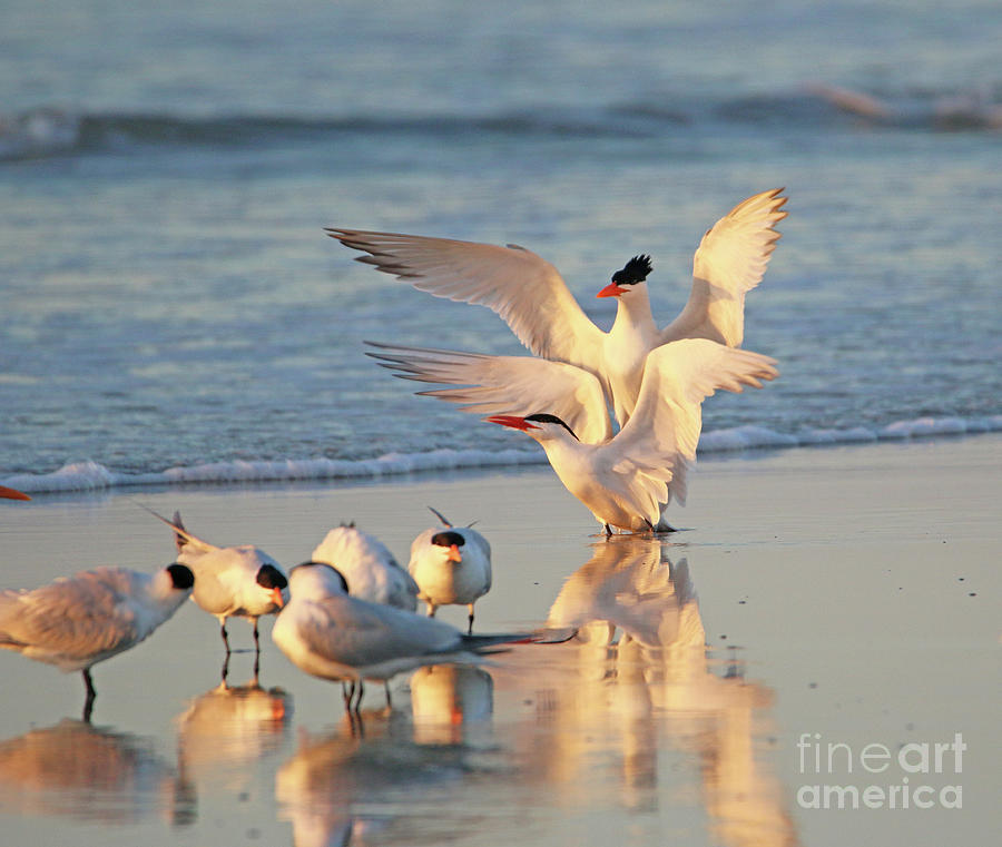Royal Terns  9155 Photograph by Jack Schultz
