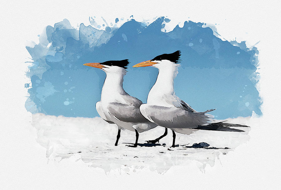 Royal Terns Digital Art by Gordon Ripley