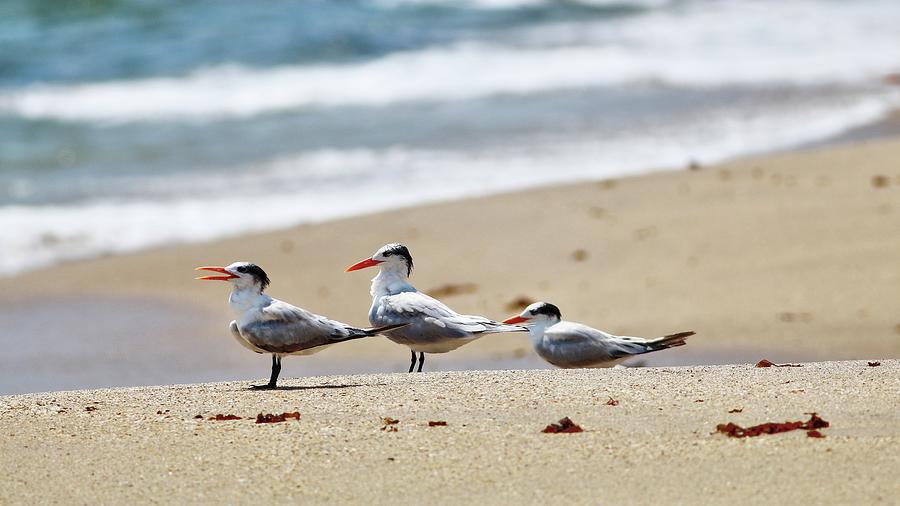 Royal Terns Hangout Photograph