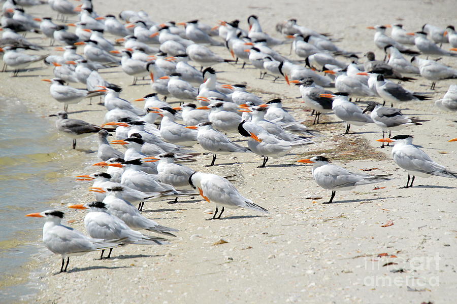 Royal Terns in Marco Island, Florida Photograph by Valerie Steiner ...