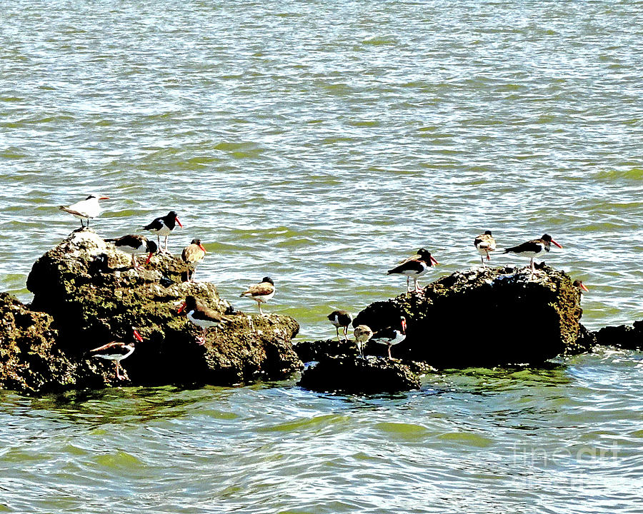 Royal Terns on Rock Island Photograph by Linda Brittain
