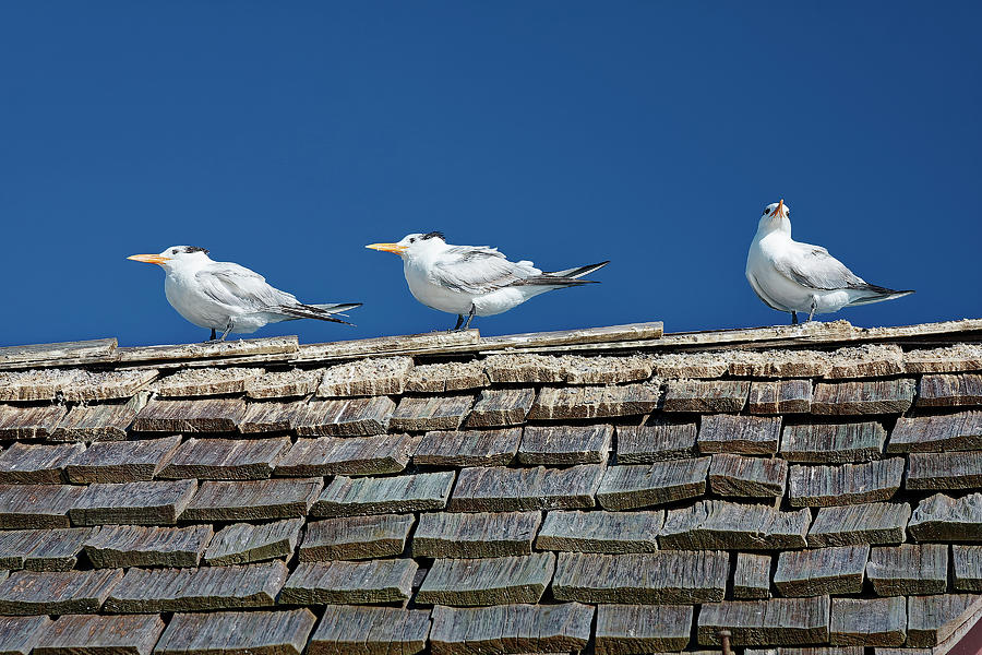 Royal Terns on Roof Photograph by Sally Weigand