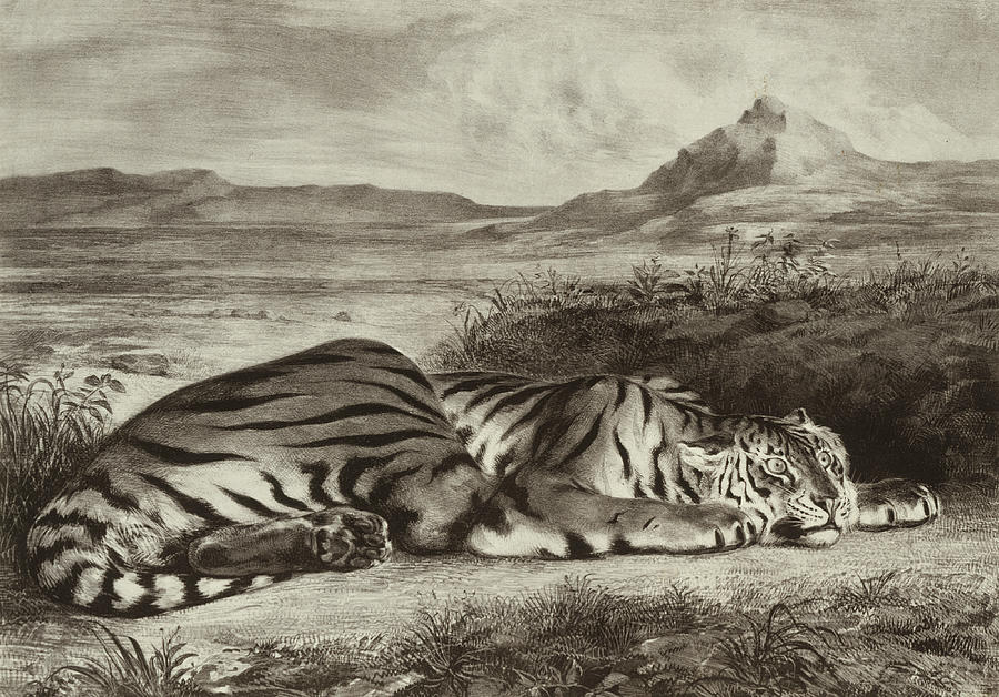 Royal Tiger Drawing by Eugene Delacroix