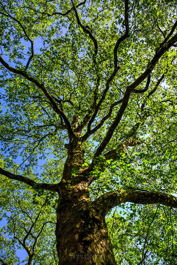 Royal Tree Photograph by John Velocci - Fine Art America