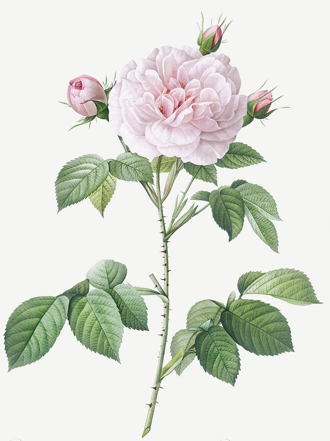 Pierre Joseph Redoute Painting - Royal White Rose, Rosa alba regalis by Pierre Joseph Redoute