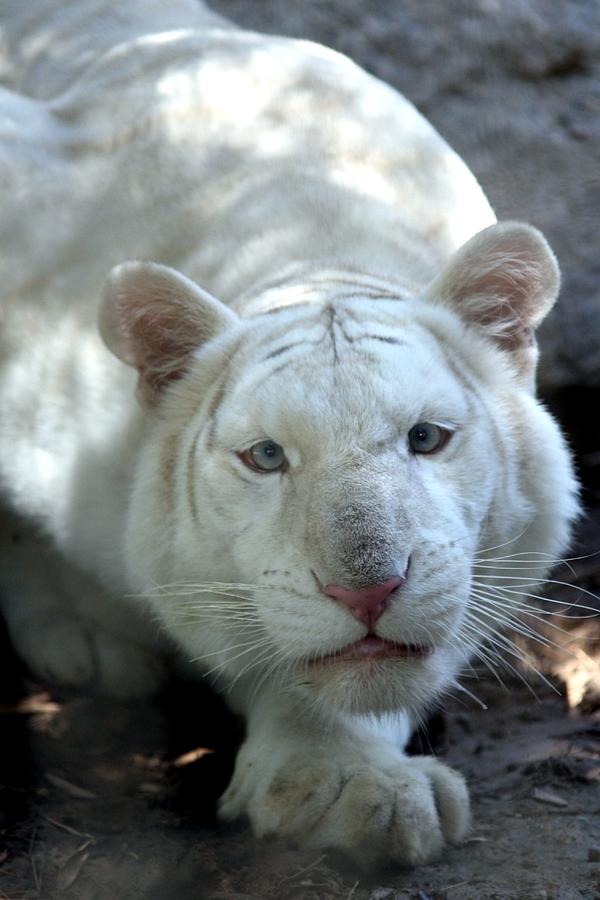 Royal White Tiger Photograph by Brittney Powers | Fine Art America