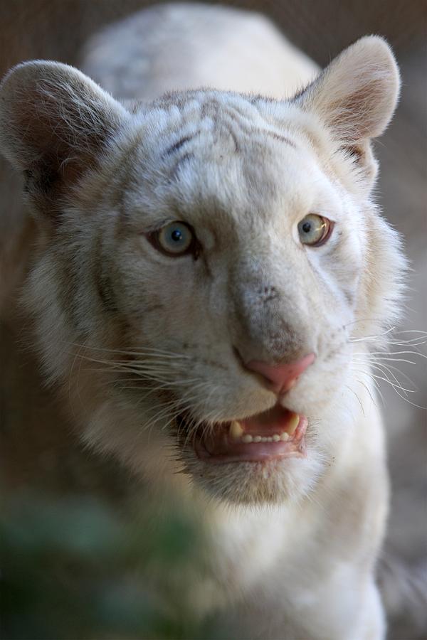 Royal White Tiger Ll Photograph By Brittney Powers