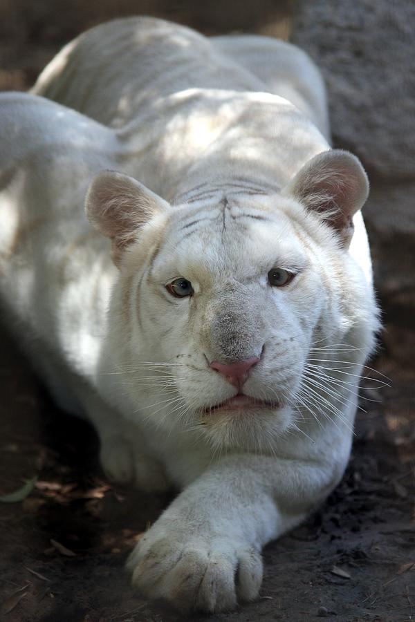 Royal White Tiger lll Photograph by Brittney Powers - Fine Art America