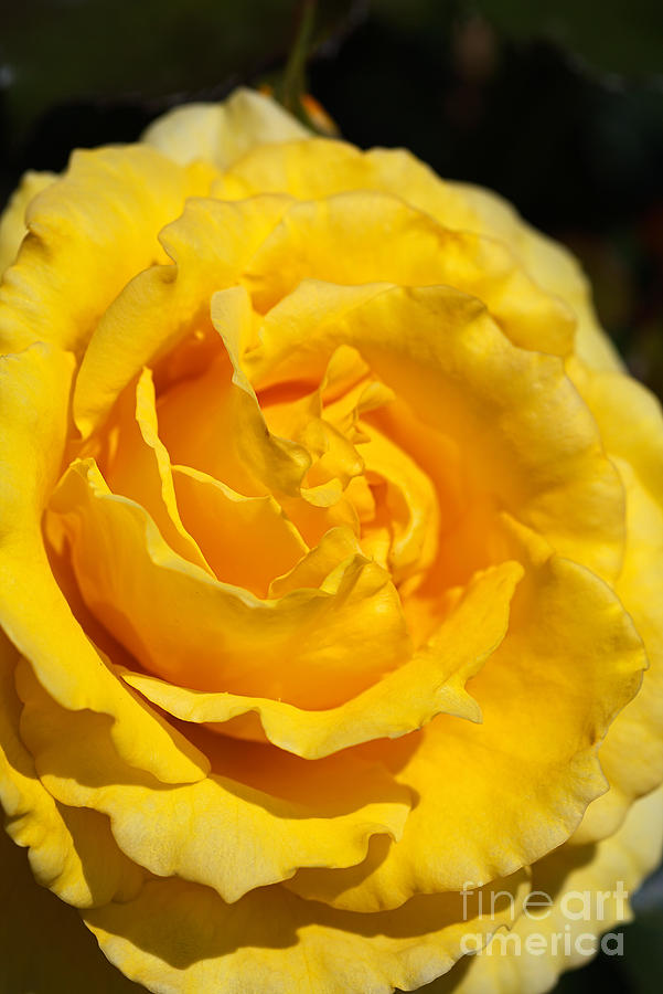 Royal Yellow Rose  Photograph by Joy Watson