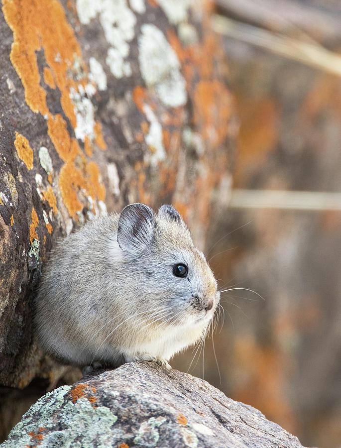 Royles Pika Photograph by Max Waugh