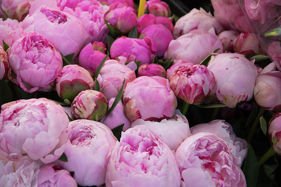 Roze pioenrozen op de markt - Pink peonies on the market Photograph by ...