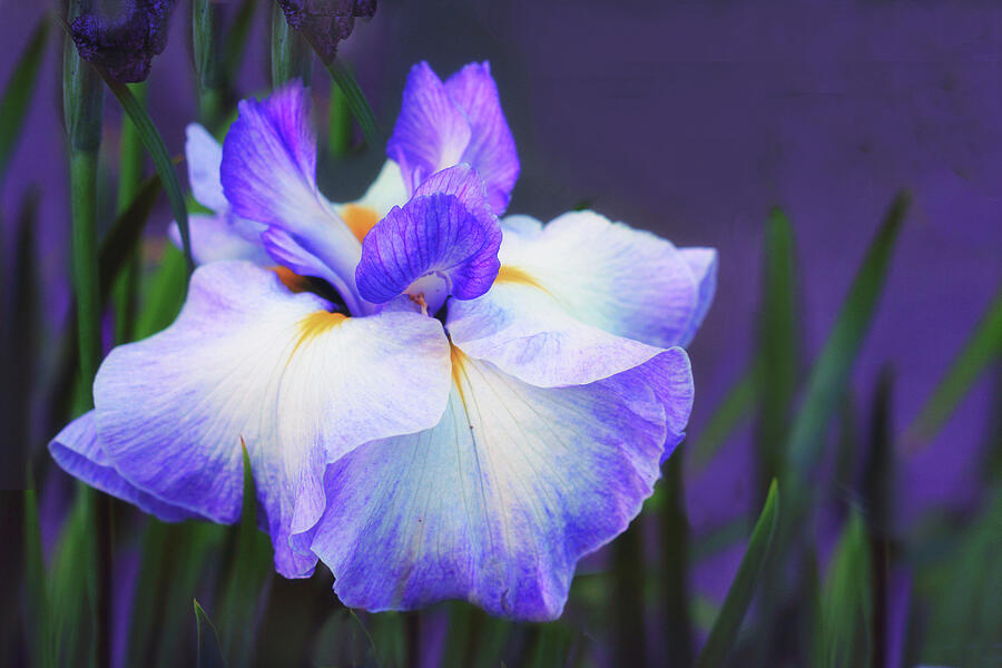 Purple Painted Iris Photograph by Jessica Jenney