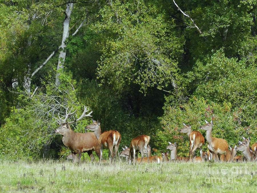 Red deer stag with hinds at edge of woodland Photograph by Phil Banks