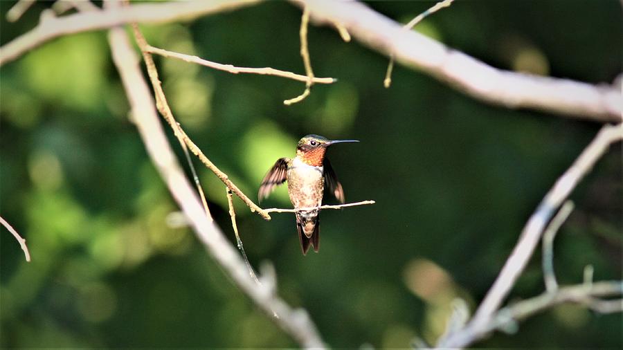 RRuby-throated  Hummingbird  5638-6 Photograph by Travis Truelove