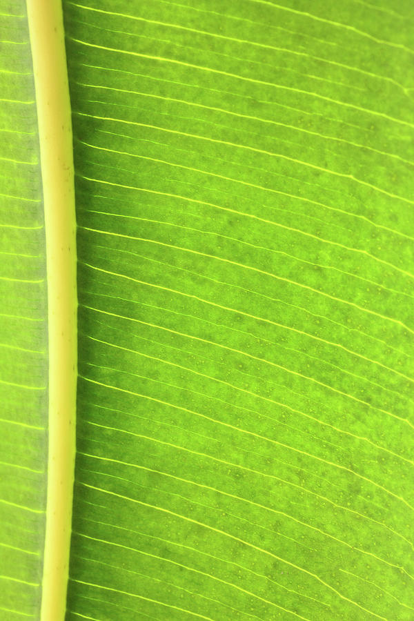 Rubber Plant Green Leaf With Veins Macro Photograph by Mikhail Kokhanchikov