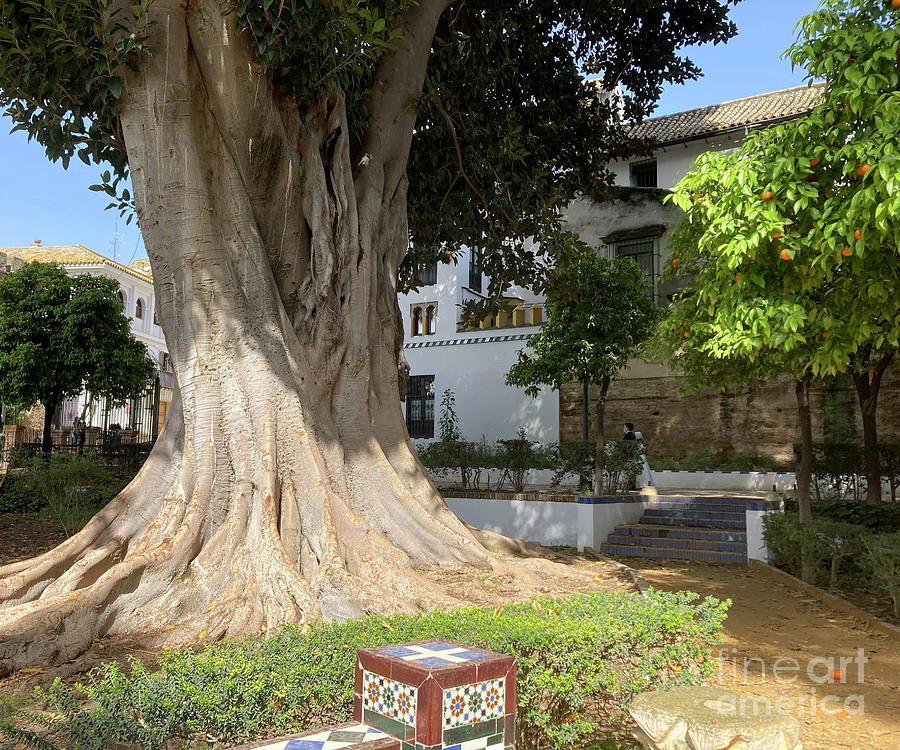 Rubber Tree - Royal Alcazar Gardens - Seville  Photograph by Phil Banks