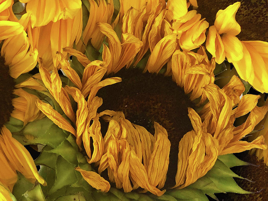 Rubino Brand Sunflower Photo Bouquet Painting by Tony Rubino
