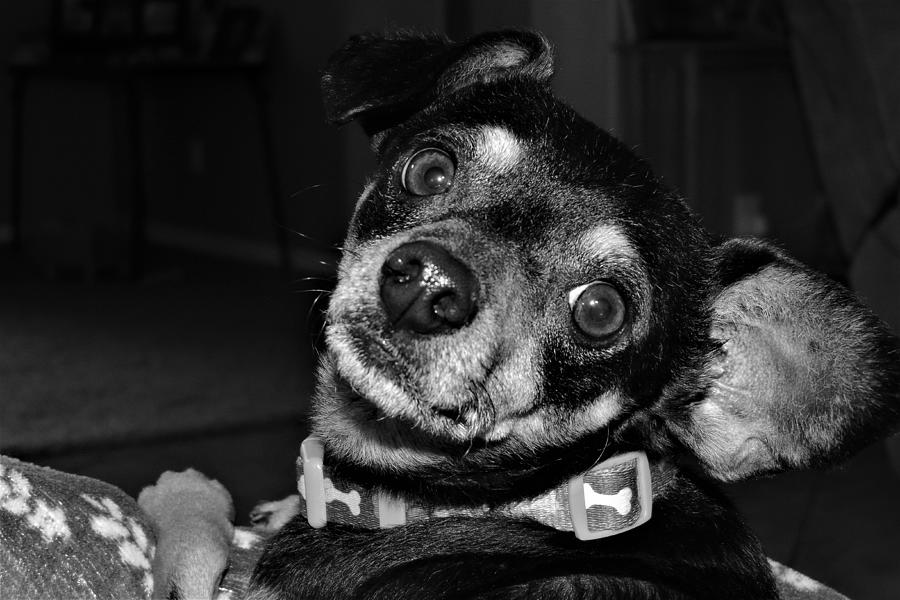 Dog Photograph - Rubio in Grayscale by Bill Tomsa