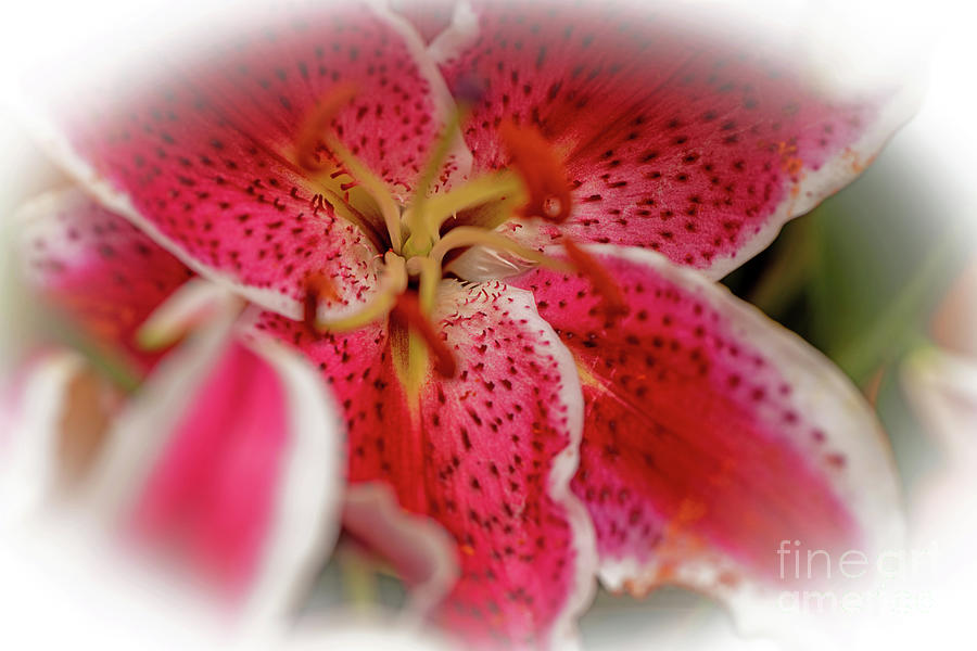 Rubrum Lily Photograph by Willie Harper