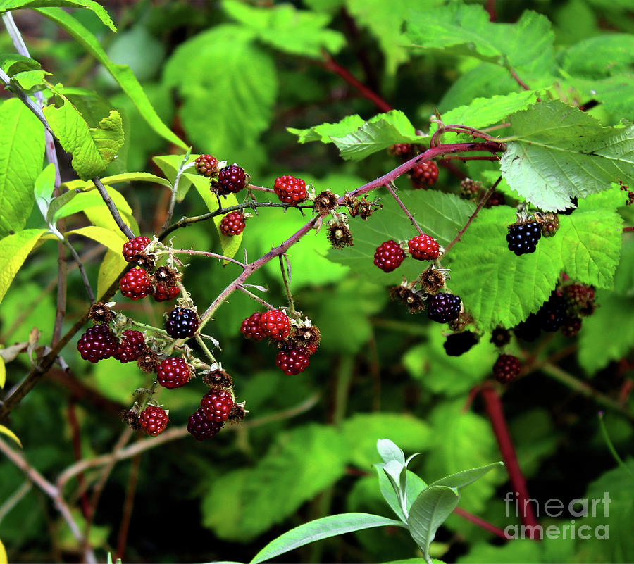 Rubus Photograph by Doc Braham