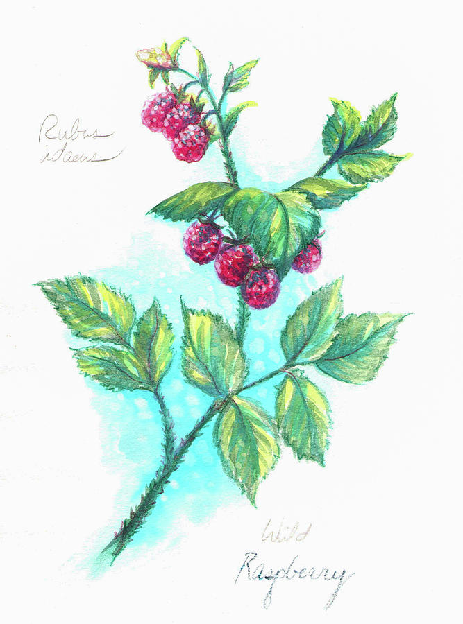 Rubus idaeus Painting by Ashley Kujan