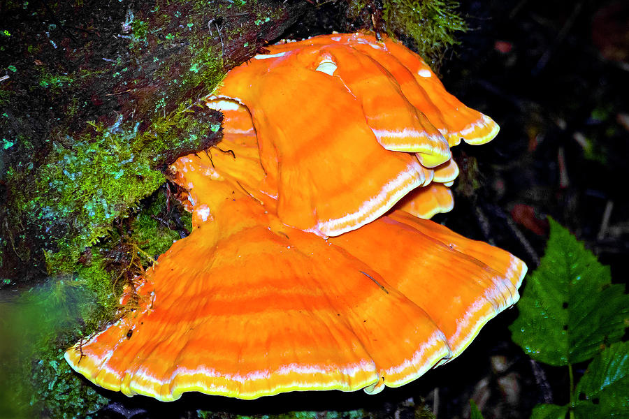 Ruby Beach Fungus Photograph by Greg Reed