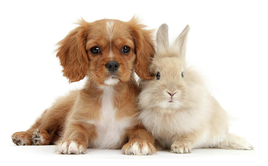 Ruby Cavalier pup and fluffy bunny Photograph by Warren Photographic