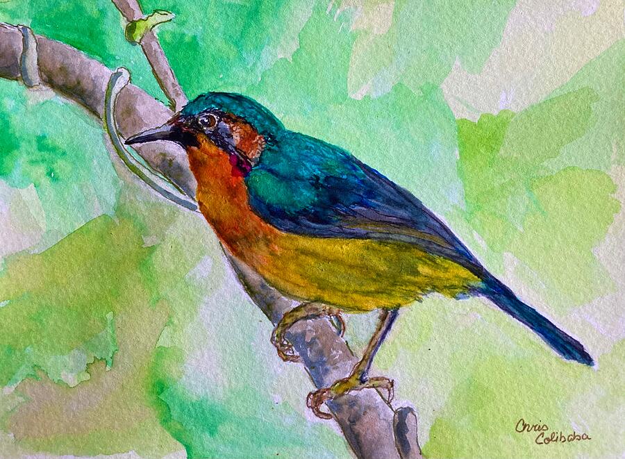 Nature Painting - Ruby Cheeked Sunbird by Chris Colibaba