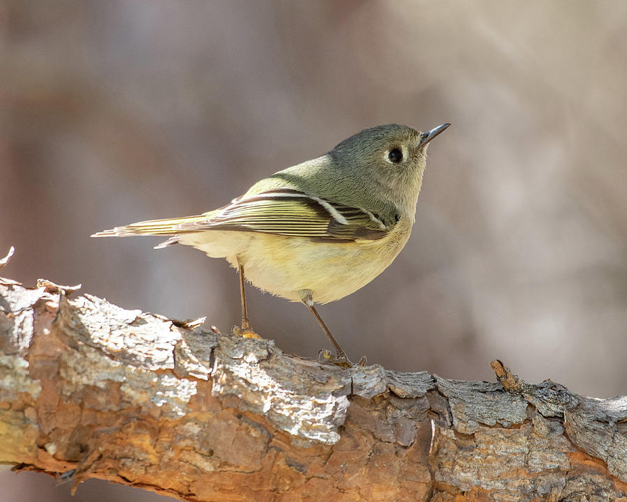 Ruby-crowned Kinglet 1 Photograph