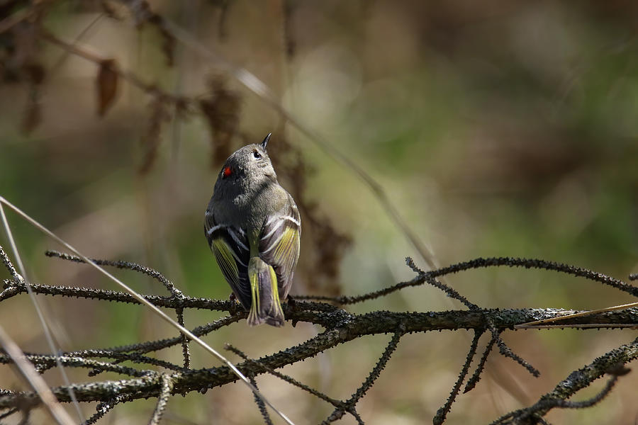 Ruby Crowned Kinglet 2 Photograph by Brook Burling