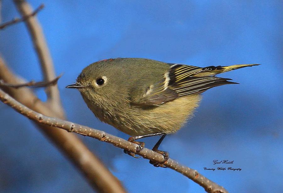 Ruby-crowned Kinglet-2 Photograph By Gail Huddle 