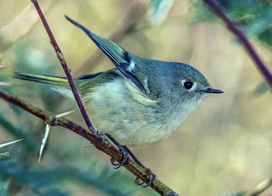 Ruby-crowned Kinglet 9683-121919-2 Photograph by Tam Ryan