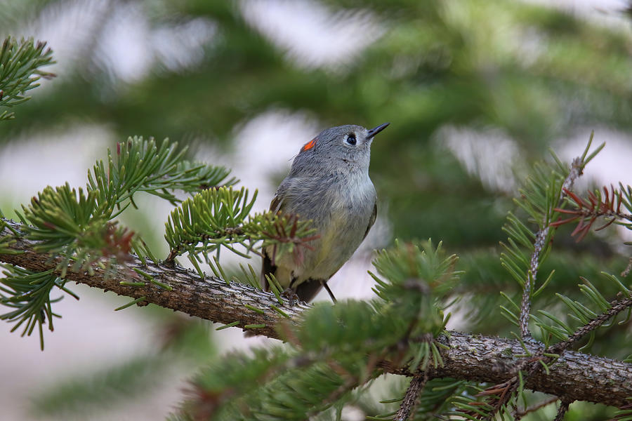 Ruby Crowned Kinglet Photograph by Brook Burling