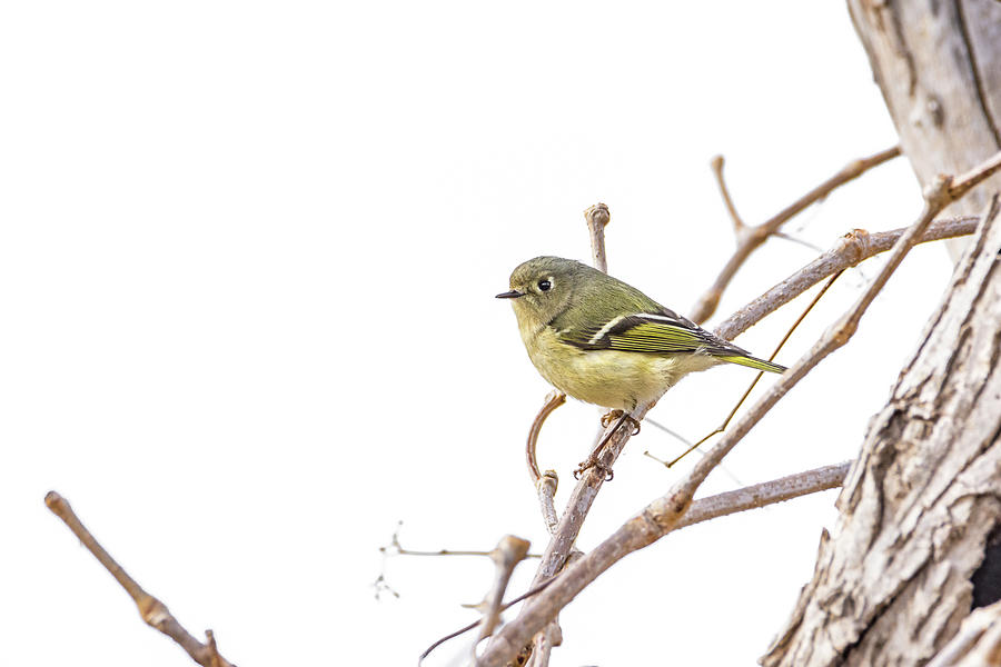 Ruby-crowned Kinglet Photograph