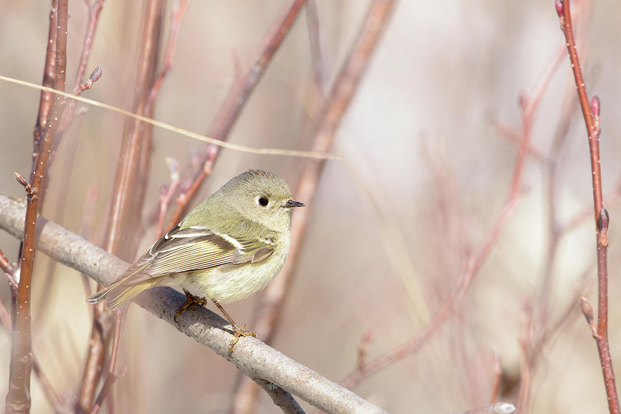 Ruby-crowned Kinglet Photograph by Jan Luit