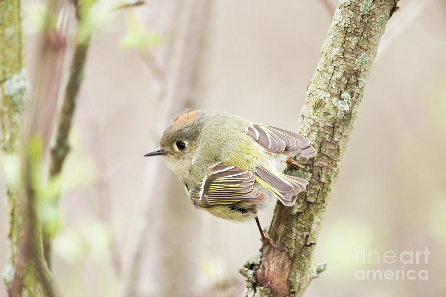 Ruby Crowned Kinglet Series 2 Photograph by Jeannette Hunt