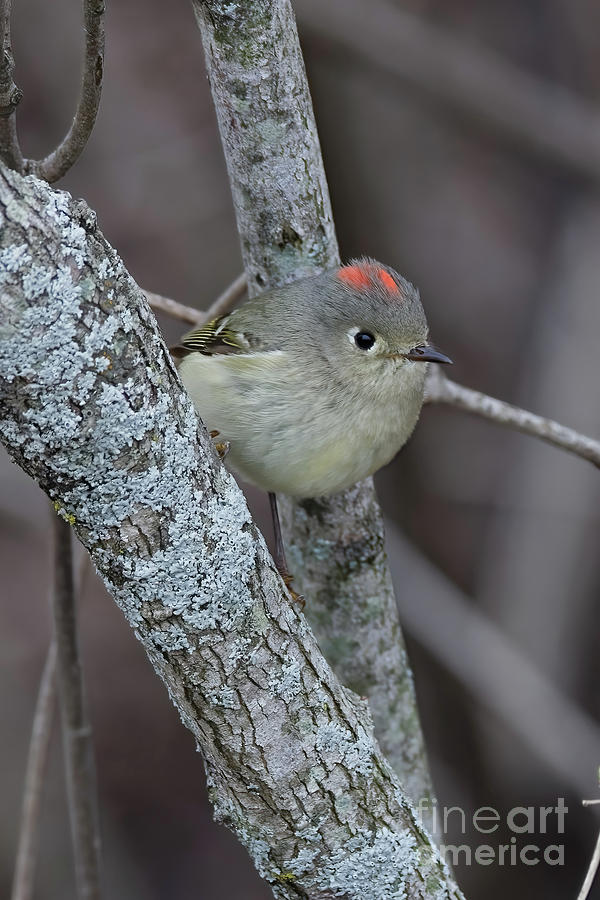 Ruby Crowned Kinglet Photograph by Natural Focal Point Photography