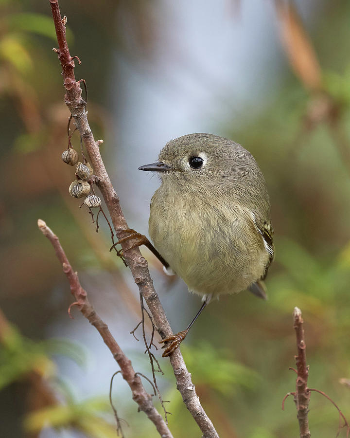 Ruby-crowned Kinglet, Sacramento County California Photograph by Doug Herr