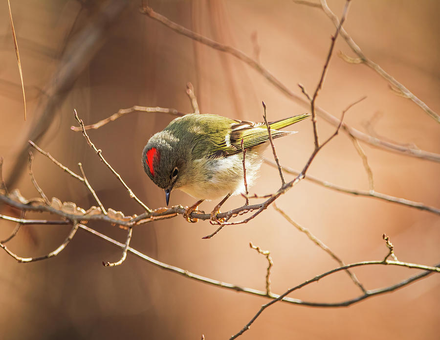 Ruby Crowned Kinglet - The Crown Photograph by Chad Meyer