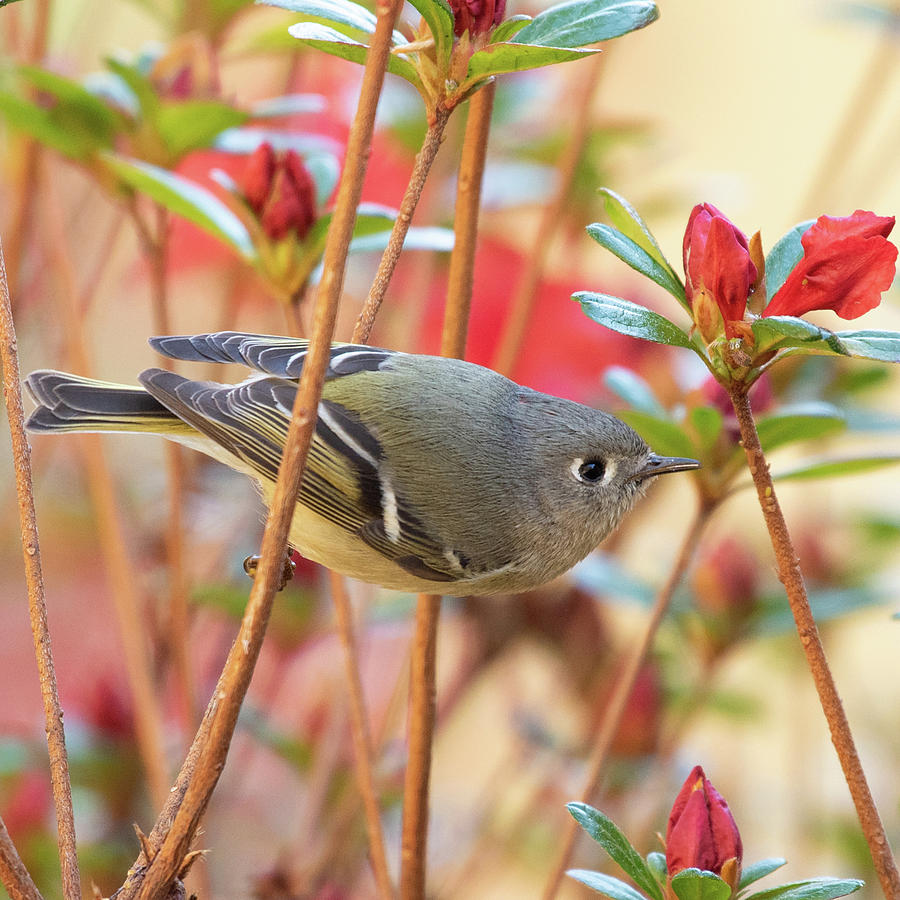 Ruby-crowned Kinglet With Azaleas Photograph